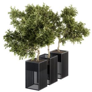 Outdoor Plants Tree In Metal Pot - Set 134