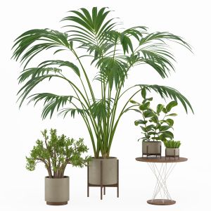 Indoor Plant Set 002