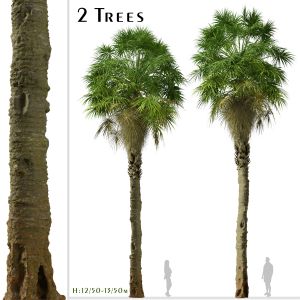 Set Of Sabal Palm Tree (Carolina Palmetto) 2 Trees