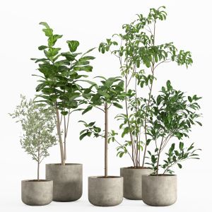 Indoor Plant Set 006