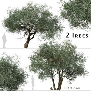 Set Of Koroneiki Olive Tree ( Olea Europaea )