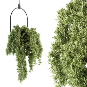 Hanging Plant - Set 155