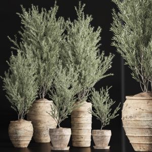 Indoor Plant Olive Set 41