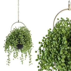 Hanging Box Plant - Indoor Set 169