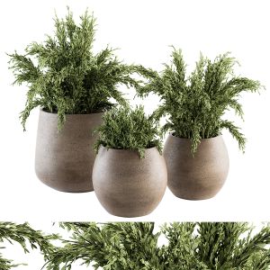 Outdoor Plant Set 180 - Plant In Pot