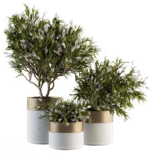 Indoor Plant Set 181 - Flower Tree