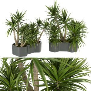 Collection Plant Vol 321 - Indoor - Palm - Dracena