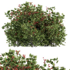 Berry Bush - Bush Set 17