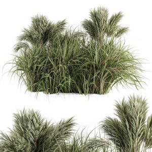 Pampas Bush - Bush Set 21