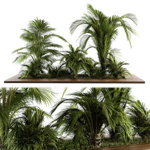 Outdoor Plants Tree Tropical Garden - Set 143