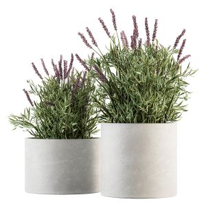 Indoor Plant Set 183 - Lavender Bush