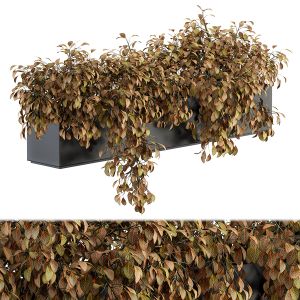 Hanging Plant In Box - Outdoor Set 150