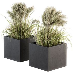 Outdoor Plant Set 164 - Pampas Bush