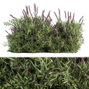 Lavender Bush - Bush Set20