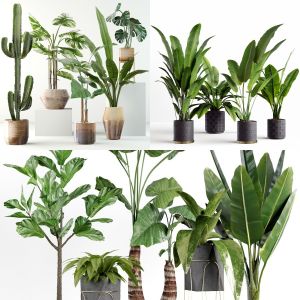 Plants collection vol.01