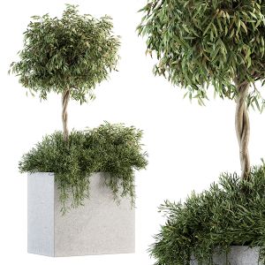 Outdoor Plant Set 172 - Plant Box Tree