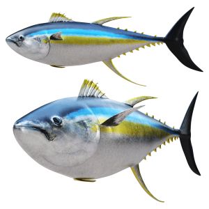 Tuna Fish