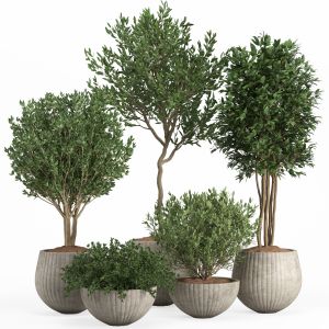 Indoor Plant Set 11