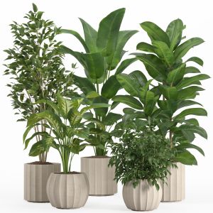 Indoor Plant Set 12