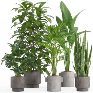 Indoor Plant Set 013