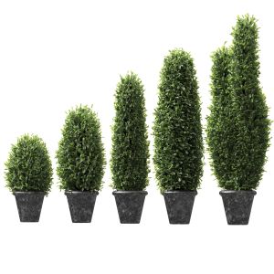 Boxwood In Pots. 5 Models