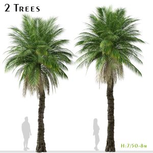 Set Of Phoenix Rupicola Tree (Cliff Date Palm)