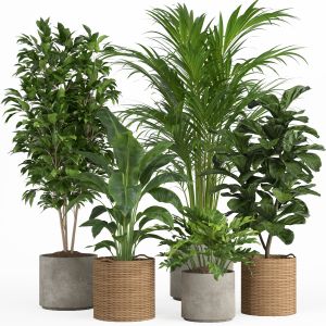 Indoor Plant Set 014