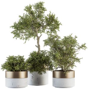 Indoor Plant Set 200 - Tree In Pot