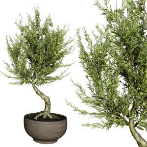 Olive_trees_indoor_plant_vol_53