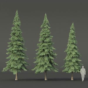 Fir-tree