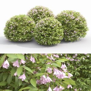 Weigela Globe 01