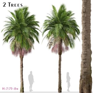 Set Of Bangalow Palm Tree ( Archontophoenix )