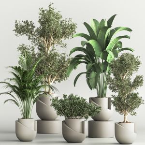 Indoor Plant Set 42