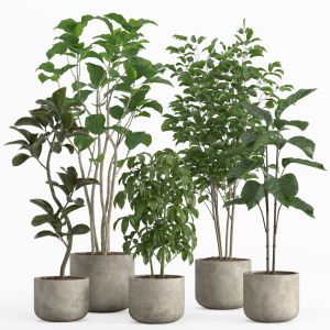 Indoor Plant Set 017