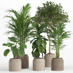 Indoor Plant Set 018