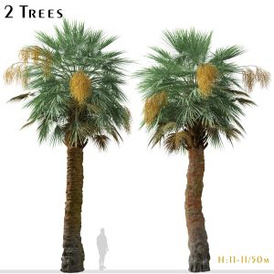 Set Of Guadalupe Palm Tree ( Brahea Edulis )