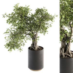 Indoor Plant Set 207 - Big Bonsai In Pot