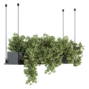 Indoor Plant Set 217 - Hanging Plant Box