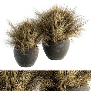 Outdoor Plant Set 204 - Dried Grass In Pot