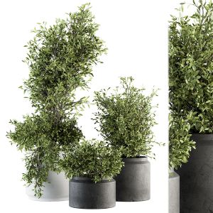 Outdoor Plant Set 205 - Plant And Tree In Pot