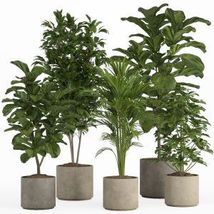 Indoor Plant Set 020