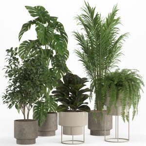 Indoor Plant Set 021