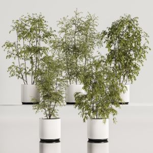 Indoor Plant Set 84