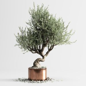 Household Olive Plant 02