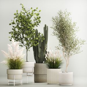 Decorative Plants For The Street And Interior 1212