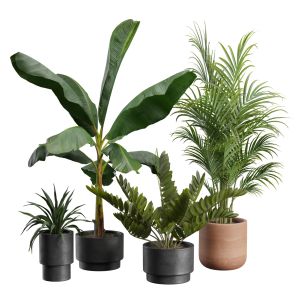 Indoor Plants Pack 43