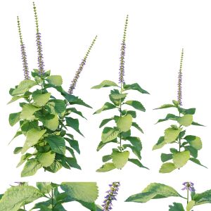 Plectranthus Barbatus