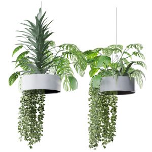 Hanging Plant Set 03