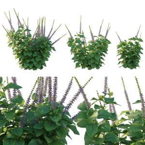 Plectranthus Barbatus 02