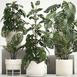 Set Of Monstera Bush Plants In A Flower Pot 1213